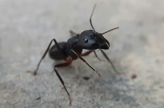 Ant Control Leduc