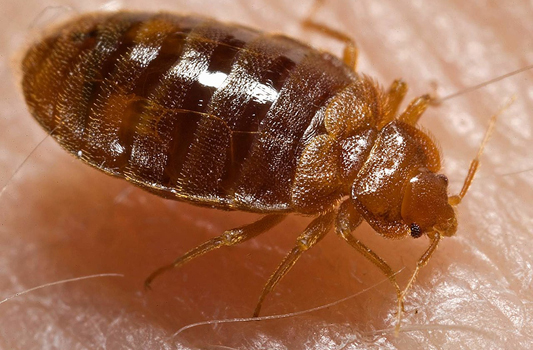 Bed Bug Treatment Leduc