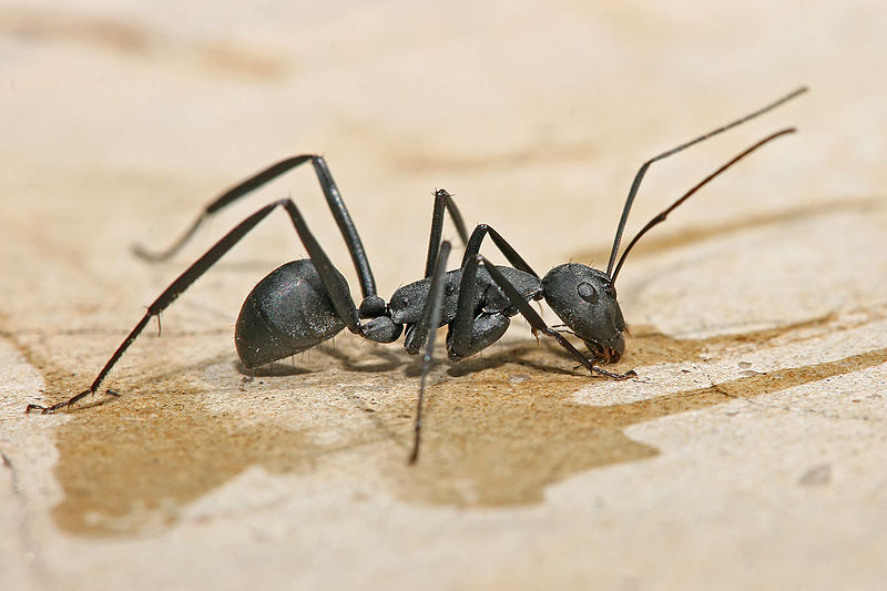 Carpenter Ant Control Leduc