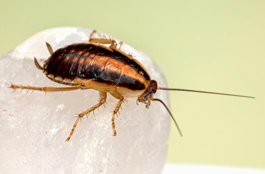 Cockroach Control Leduc