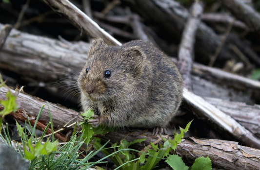 Mouse Control Leduc