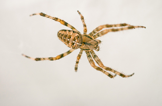 Spider Control Leduc
