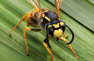 Wasp and Hornet Removal Leduc